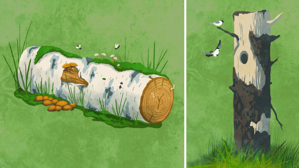 lahopuupenkki ja tekopökkelö piirrettynä