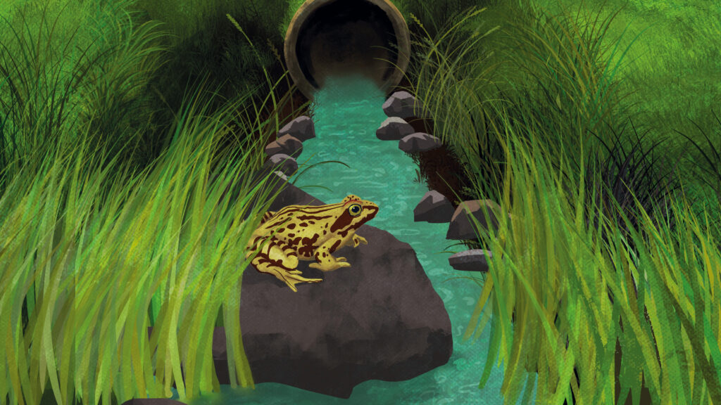 hulevesioja ja sammakko kivellä piirroskuva