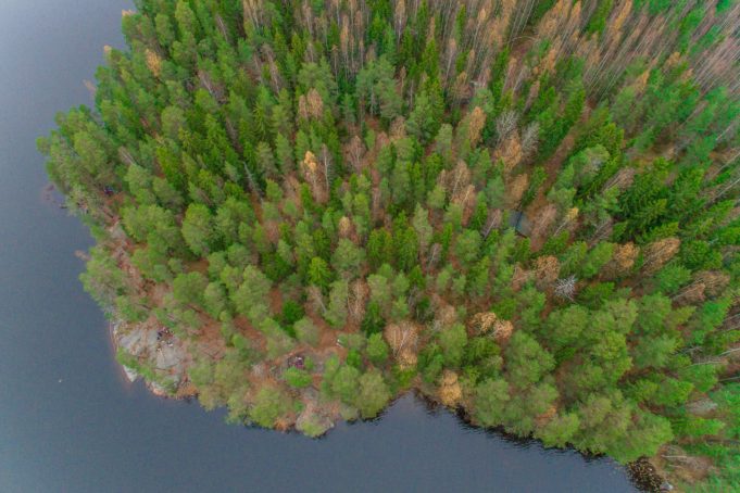 Kuva Birgitan polun metsistä