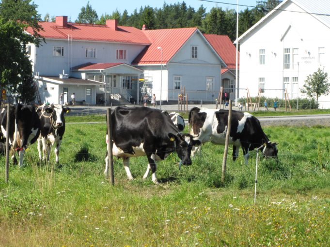 lehmiä laiduntamassa kuokkalassa