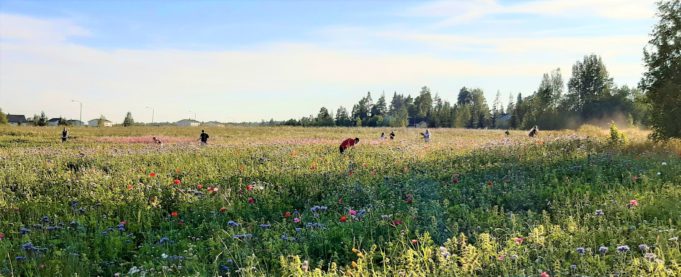 Ihmisiä poimimassa kukkia maisemakukkapellolta.