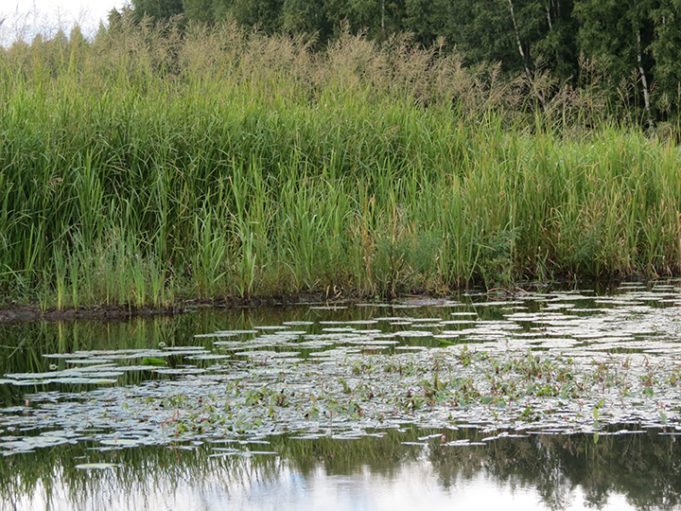 Kaisloja ja vesikasveja rannalla