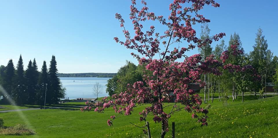 Myllyrannan kirsikkapuut
