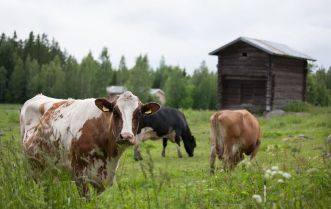Kolme lehmää ruohikkoisella pellolla, taustalla vanha lato sekä puita.