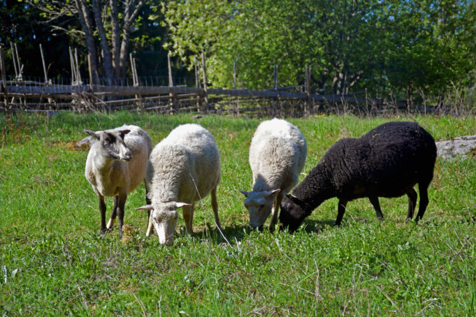Neljä lammasta laitumella, oikeanpuoleinen on musta ja muut valkoisia. Taustalla näkyy riukuaita.