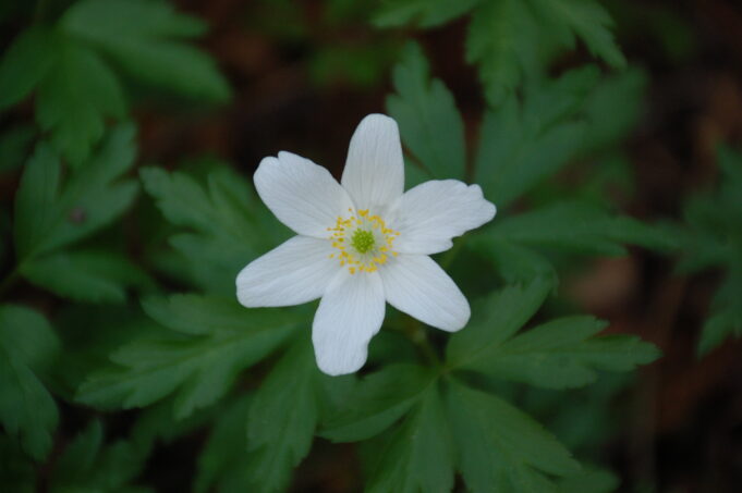 Keskellä kuvaa valkovuokon kukinto, sen ympärillä saman kasvin lehtiä.