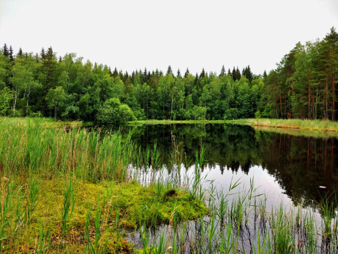 Sekametsän ympäröimä suorantainen lampi, jonka veden pinnasta puut heijastuvat.